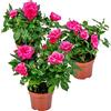 Bloomique - Set di 3 - Rosa in Vaso Rosa - Adatta per Interno ed Esterno - Piante da Interno, Giardino e Terrazzo - Resistente al Freddo - Altezza 20-30 cm - Vaso 12 cm