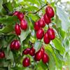 Generic Semi di ciliegio corniolo, selvatiche Cornus officinalis, arbusti resistenti balcone perenni giardino 250pcs