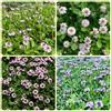 Generic Semi di Phyla nodiflora, semi di verbena tappeto, selvatiche giardino di regali sostenibili per le donne Le perenni sono 200pcs