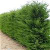 Vivaio Garden Forest 50 Piante di Cipresso Leylandii (Cupressocyparis leylandii) - H 150 cm, Vaso Ø18 cm - Ideale per Siepi Alte e Compatte, Crescita Rapida