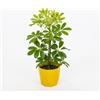 le Georgiche Vivai le Georgiche - Pianta vera di Schefflera arboricola Nora - vaso Ø 13 cm