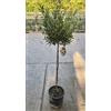 Vivaio di Castelletto Ulivo Olivo Olea europea pianta ad alberello in vaso ø22 cm h. 70/80 cm FOTO REALI Vivaio di Castelletto
