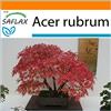 SAFLAX - Garden in the Bag - Acero rosso - 20 semi - Acer rubrum