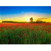 FRUKAT Puzzle 1000 Pezzi Puzzle Giocattoli educativi -Papaveri,campo,bloom, 70x50cm