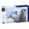 Lais Puzzle Pinguini/Pinguini imperatore 2000 Pezzi