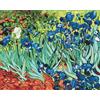 Artnapi Dipingere con i numeri, adulti con cornice, dipinta a mano fai da te, fiori - Irii blu Van Gogh, kit per principianti e adulti, set con colori acrilici e pennelli, tela da 40 x 50 cm