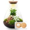 urbanjngl Terrario per piante - Sam Coffea con lampada - Pianta ecosistema con luce - ↑ 30 cm