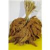 Zambonin Agricoltura Panico in spiga Rosso Francese adatto all'alimentazione di molte specie di Uccelli da compagnia o anche per gli uccellini liberi. (1 kg)