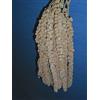 New Little Birds Spighe di Panico da 3 kg Sfuse Esotici, cocorite, ondulati, pappagalli
