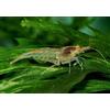 Aqua Breeding Skill AquaBreedingSkill Gamberetti da Acquario Neocaridina Colore Naturale - Set da 15 - Ideali per Principianti - Grandi Mangia-Alghe - Facili da Allevare