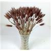 DongArts 110 steli di erba secca a forma di coda di coniglio, Lagurus Ovatus essiccato naturale, erba di coda di coniglio per autunno matrimonio decorazione casa (marrone)
