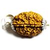 Jewelryonclick Scegli il tuo naturale Rudraksha 1, 2, 3, 4, 5, 6, 7, 8, 9, 10 Mukhi Faced Ganesh, Gauri Shankar Locket e Argento, colore: Marrone, cod. SGSPRUDR01-4
