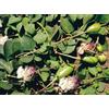 TESORO DELLA TERRA Semi Cappero Sementi Perenne Caper Bush - 1 bustina