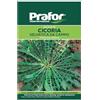 Hortus Semi prafor cicoria Selvatica da Campo BTS