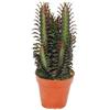 Exotenherz - Euphorbia trigona rubra - pianta di medie dimensioni in vaso da 12 cm