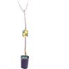 eGarden.store Pianta di albicocca Albero di albicocca Pianta da frutto di albicocca in vaso Albero da frutto di albicocche età 2 anni Pianta vera venduta da eGarden.store (Pellecchiella)