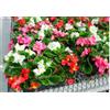 Zepre Terre di Romagna Begoniette da Interno/Esterno, Resistenti Inverno-Estate, Vaso 10cm, Colori Misti Rosa-Bianco-Rosso, Made in Italy