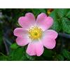 Vivai De Laurentiis Rosa Canina vaso 19 cm