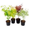 Plant in a Box - Ai giapponesi resistenti all'inverno - Set di 4 - Palmatum 'Atropurpureum', 'Going Green', 'Orange Dream', 'Butterfly' - Vaso 10,5cm - Altezza 25-40cm