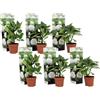 Plant in a Box - Ortensia hydrangea macrophylla Bianco - Set di 6 - Rosa d'ortensia - Vaso 9cm - Altezza 25-40cm