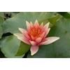 Generico Ninfea 'David' - Pianta Acquatica Viva a Radice Nuda Fiore Rosso Intenso - Per Laghetti, Vasche e Stagni da Giardino - Fioritura Estiva Prolungata - Coltivata in Italia