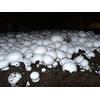 Generic Germinazione semi: spore Agaricus Bisporus fungo bianco fungo kit micelio
