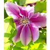 Generisch Clematis Dr. Ruppel rosa/bianco a righe 60 - 100 cm resistente all'inverno