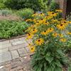 Bloomique - Set van 6 - Rudbeckia Fulgida 'Goldsturm' - Zonnehoed - Rijkbloeiend - Winterhard - Vaste plant - 10-20 cm hoog - Pot 9 cm