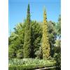 Generico 100 Semi di Cupressus sempervirens (Cipresso Mediterraneo o Italiano) - Conifera Sempreverde Ornamentale e Resistente - Ideale per Giardino e Siepi