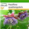 SAFLAX - Granadilla - 12 semi - Con substrato - Passiflora quadrangularis