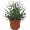 Vivaio Garden Forest, Agave geminiflora (Bonapartea) - Pianta succulenta sempreverde, Foglie sottili verde scuro fino a 20 cm, Ideale in vaso e giardino roccioso