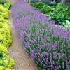 Bloomique - Set di 6 - Lavandula Angustifolia - Pianta di Lavanda - Pianta da Giardino - Resistente al Freddo - Alta 15-20 cm - Zolla da 7 cm
