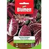 BLUMEN SEMENTI, RADICCHIO ROSSO VERONA COLOGNA