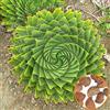 Generic Portal Cool 1553 100Pcs Aloe Polyphylla Seed Garden Succulente Domestica Yard Orticoltura A
