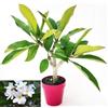 POWERS TO FLOWERS - PLUMERIA FRANGIPANI RAMIFICATA BIANCA, altezza 45cm, vaso 16 cm diametro, pianta vera