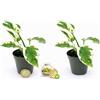 POWERS TO FLOWERS - POTOS SCINDAPSUS NJOY, N'JOY MINI, IDEALE PER TERRARIUM, 2 PIANTE, Vaso 5,5cm, Piante Vere