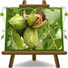 EURO PLANTS VIVAI Noce Pecan Cape Fear Pianta da Frutto età 2 anni