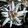 Generic 100 Samen Stella Alpina Blumensamen (Leontopodium Alpinum)