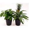 POWERS TO FLOWERS - PIANTA DEL CAFFE' e PIANTA DELL'ANANAS, DUO PIANTE DA FRUTTO TROPICALI, vaso13CM, piante vere