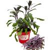 P. Piantine da Orto |Salvia Foglia rossa, Pianta in Vaso Diametro 14 cm, Pianta Pronta per il Trapianto, Pianta Vera da Esterno, Piantina Aromatica per Balcone o Terrazzo, Vivaio Italiano
