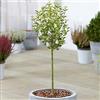 GardenersDream Albero di Lilac Bianco in Vaso | Alberi ornamentali di lillà per giardini e patii piccoli | Albero a gambo dritto a forma di lecca-lecca | Piante da giardino