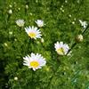 Generic Semi di piretro, giardino Piretro Cinerariifolium, per luoghi soleggiati resistenti per giardino perenni semi di crisantemo 300pcs