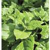 Generic Germinazione dei semi: 100 semi: spinaci della Nuova Zelanda (30-12,100) Semi Tetragonia Bulk siccità e calore OP tollerante:Seeds