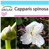 SAFLAX - Confezione regalo - Cappero - 25 semi - Capparis spinosa