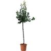 KENTIS - Albero di Albicocco - Prunus Armeniaca - Piante Vere da Esterno - Pianta da Frutto da Giardino - Vaso Ø 28 cm