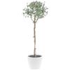 KENTIS - Eucalyptus Gunnii - Alberello Eucalipto - Piante Vere da Esterno Resistenti - Pianta da Giardino Antizanzara - H 40-50 cm Vaso Ø 15 cm