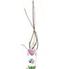 POWERS TO FLOWERS PIANTA DI FICO, FICUS CARICA ROUGE DE BORDEAUX, VASO 14CM DIAMETRO, piante vere