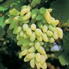 Generico AMDGarden Pianta di Uva Vite Innestata da Tavola Pizzutello Bianco in Vaso 18 cm Rampicante a Foglia Caduca