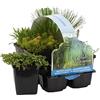 Bloomique - Set di 6 - Piante da Stagno Ossigenanti - Hippuris, Hydrocotyle, Lilaeopsis, Myriophyllum, Rotala, Scirpus - Zona 5 - Alte 15-25 cm - Vaso 9 cm
