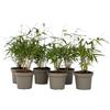 Plant in a Box - Bambù Rosso Ornamentale - Set di 6 - Fargesia scabrida 'Asian Wonder' - Altezza 25-40cm - Vaso 13cm - Sempreverde e Non Invasivo - Ideale per Siepi o Vasi - Pianta Asiatica Elegante